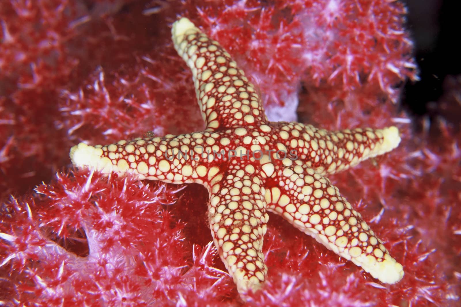 A close up of a starfish lying on seagrass, South Africa