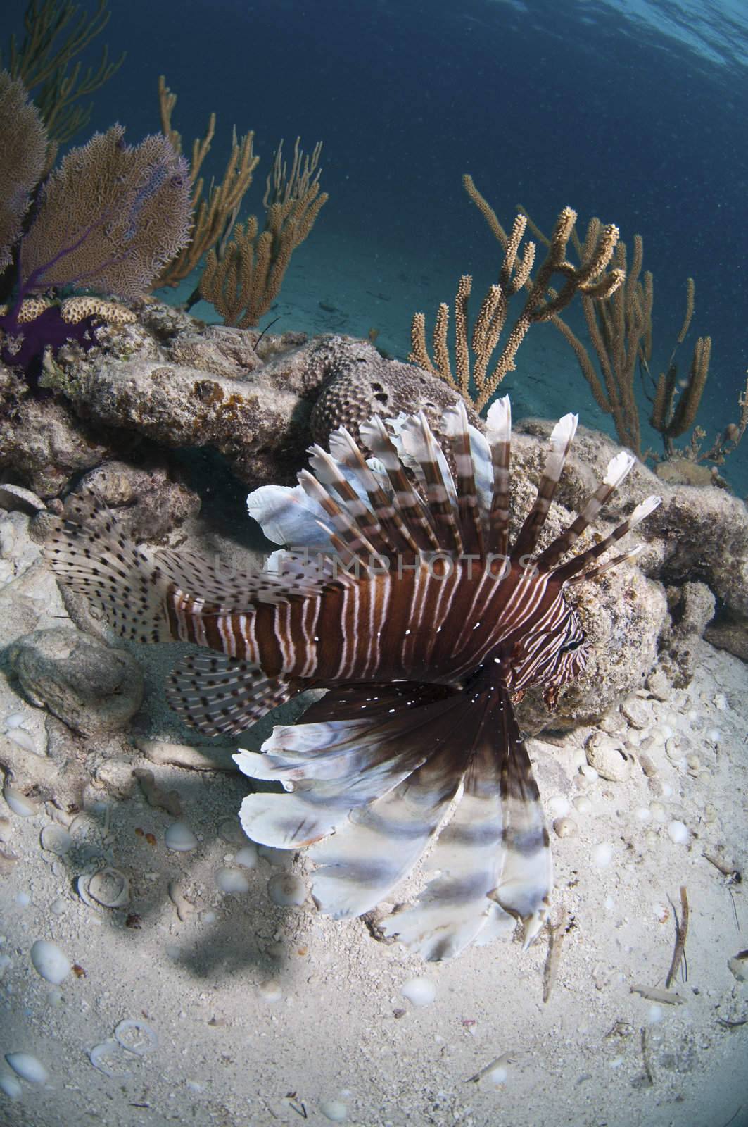 Lionfish swimming over a coral reef, Bahamas