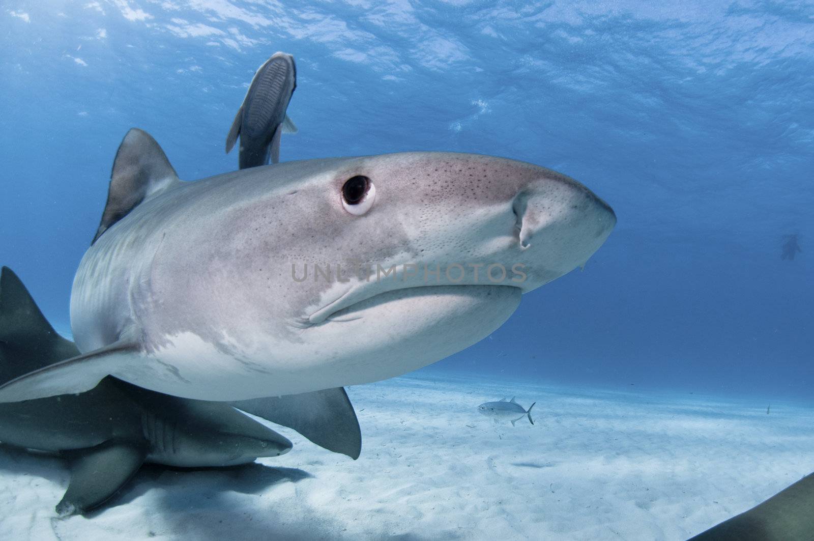 Lemon and tiger sharks swimming along the sea bed, Bahamas