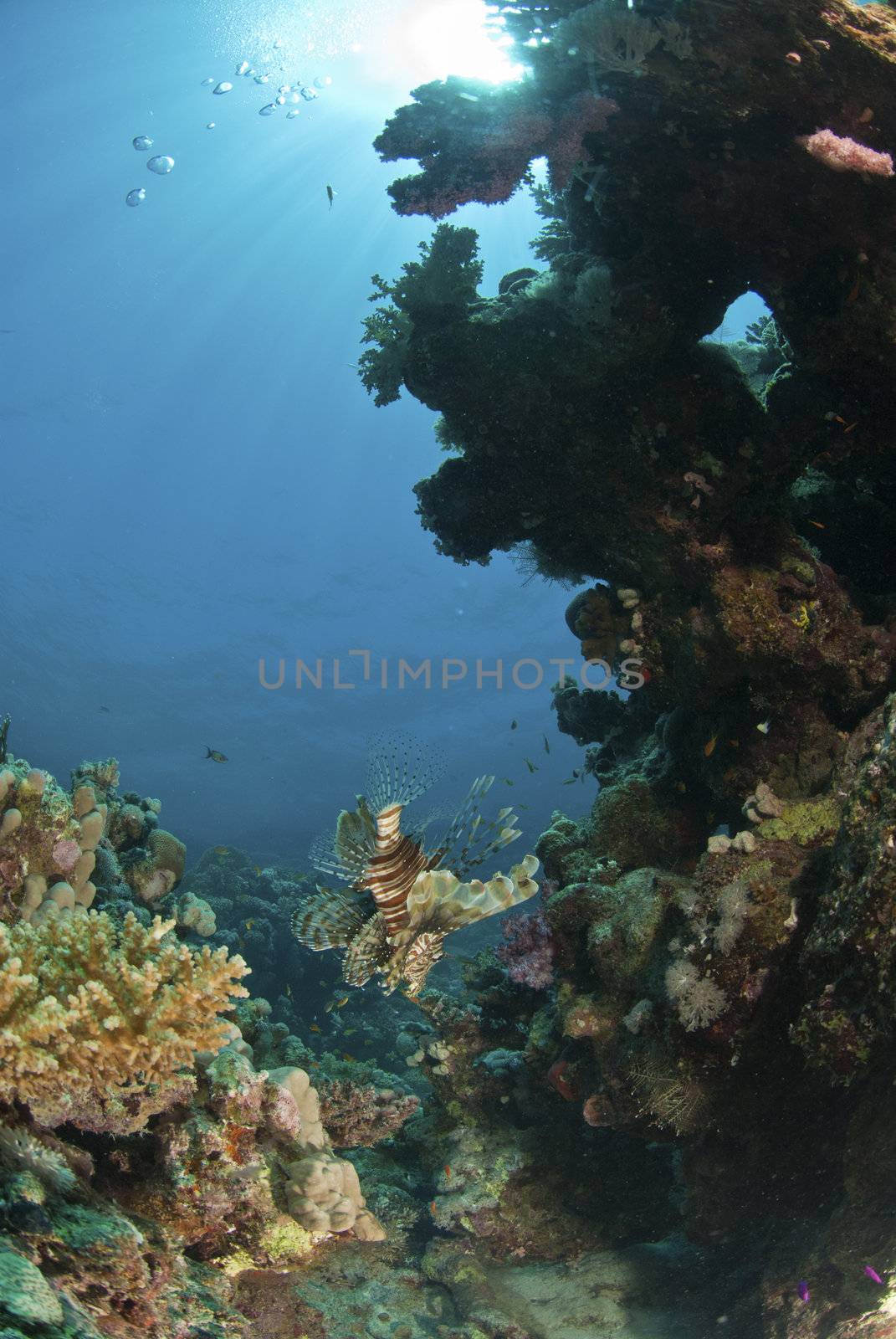 The view of a lionfish spending time in a sunlit reef, Small Crack, Egypt