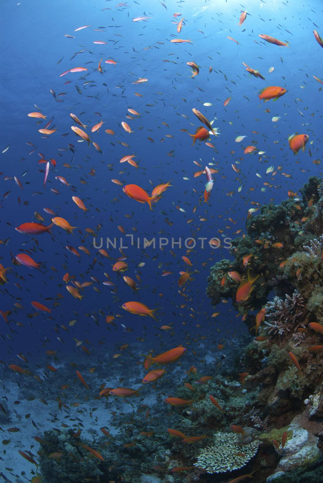 School of Fairy Basslets swimming in disorder around a reef, Dahab, Egypt