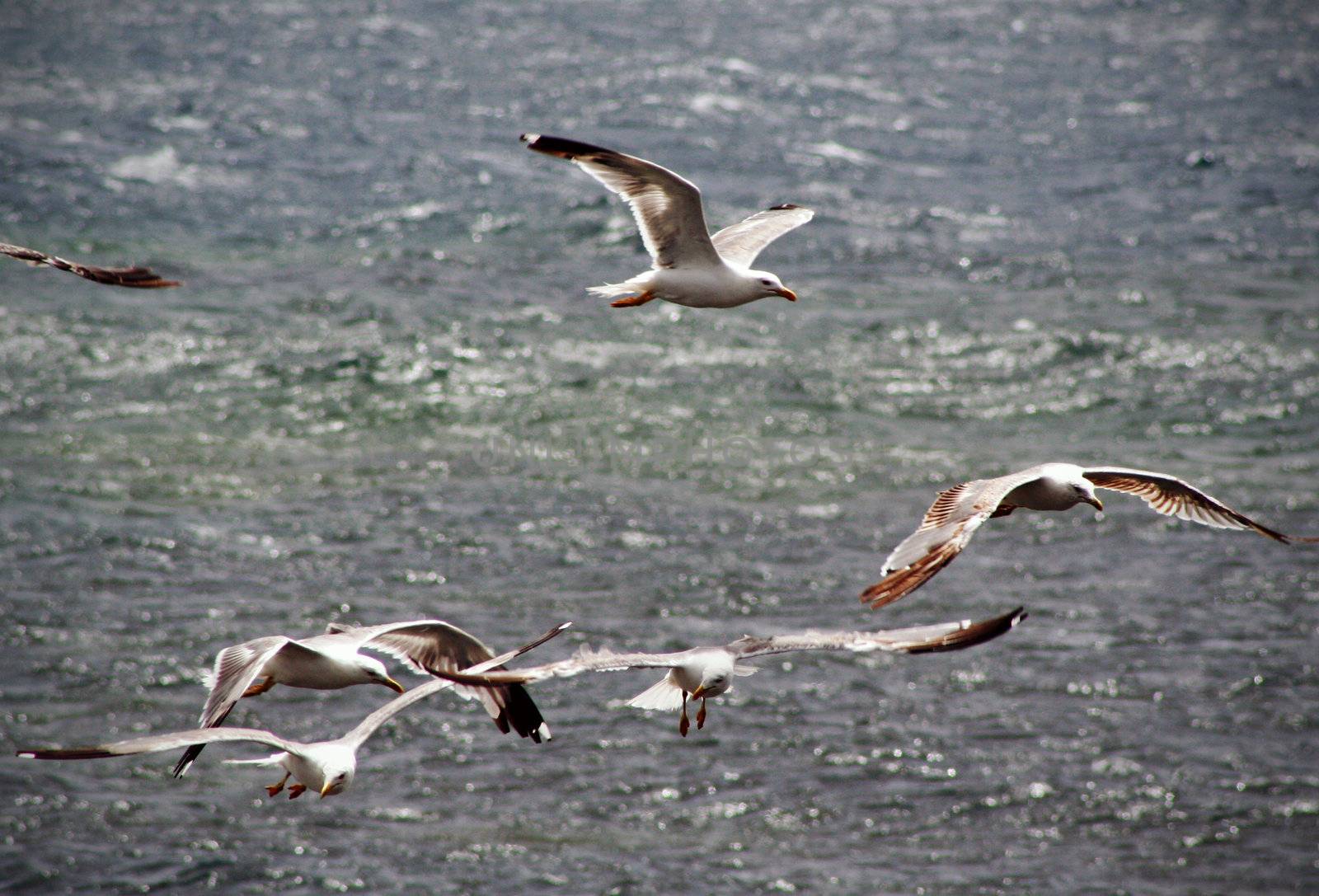 Sea gulls by adrianocastelli