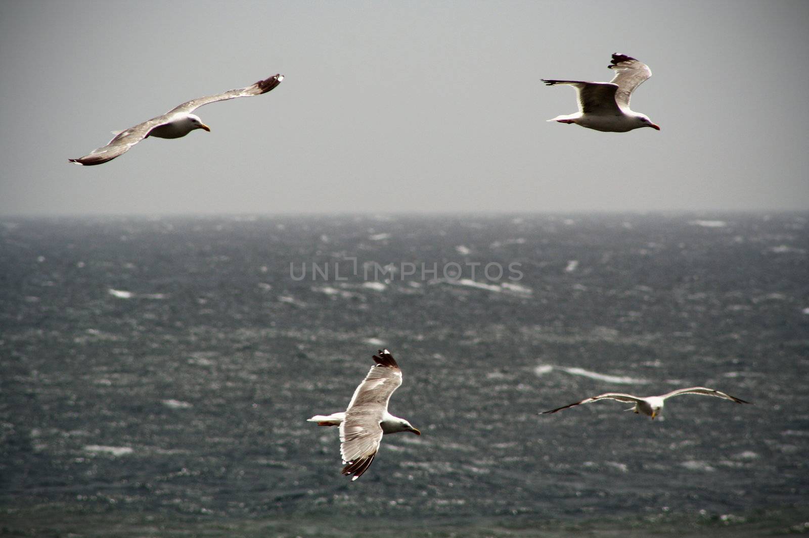 Sea gulls in Lanzarote, Canary Islands.