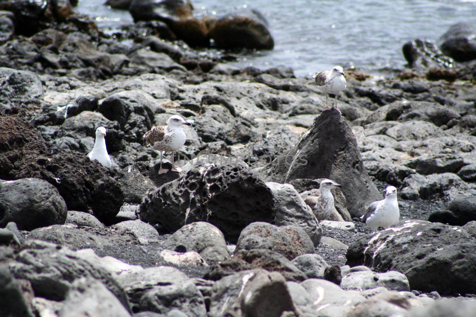 Landscape image from the isle of Lanzarote, Canarias.