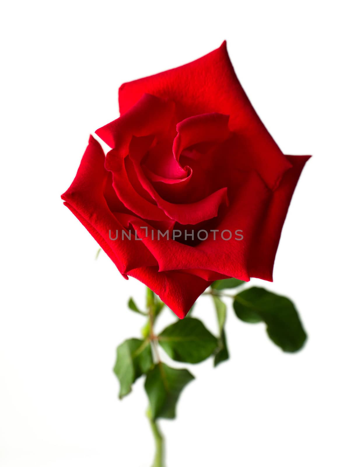 Front of red rose by nuttakit