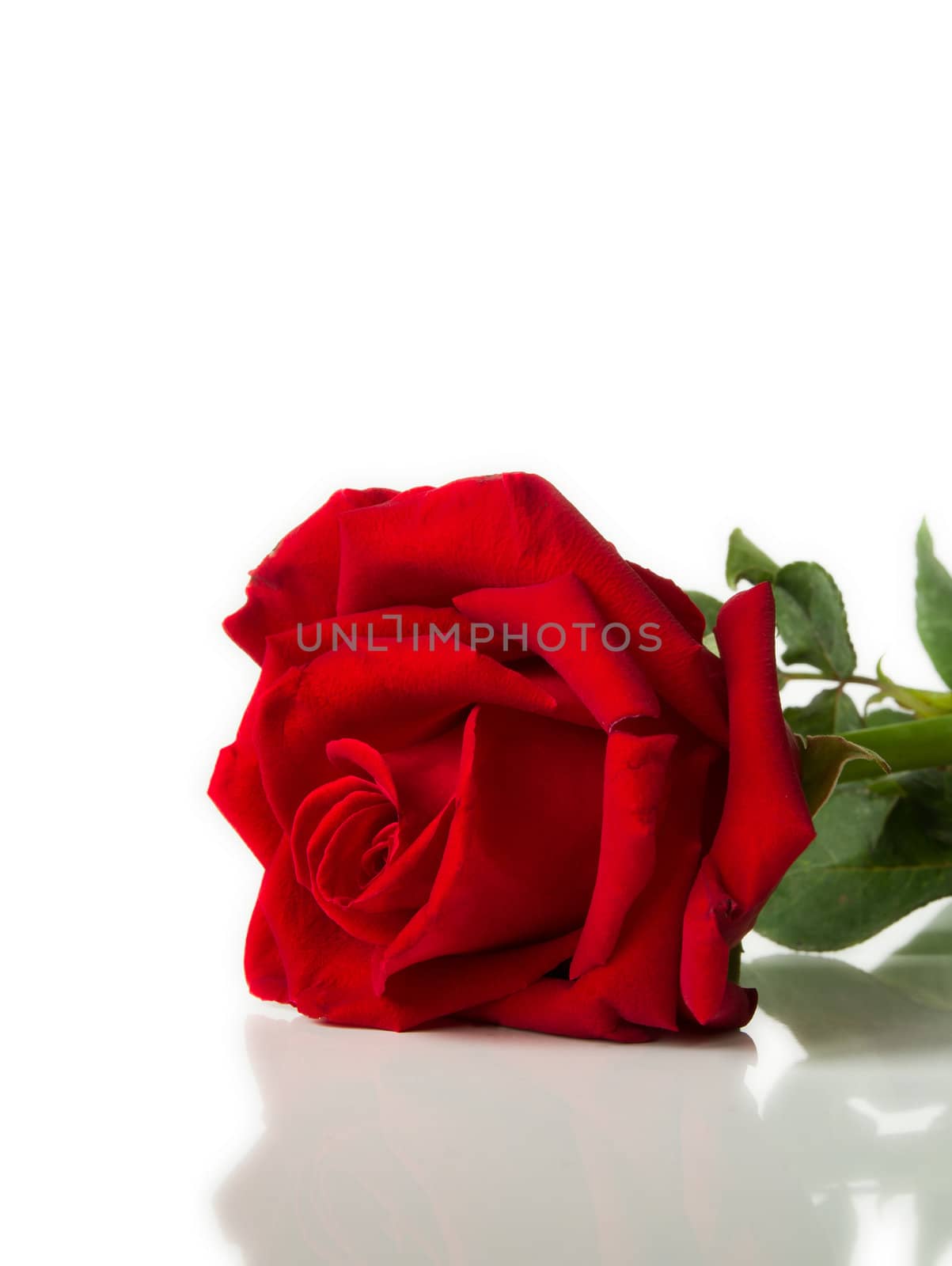 Red rose laying on White background and Reflect floor