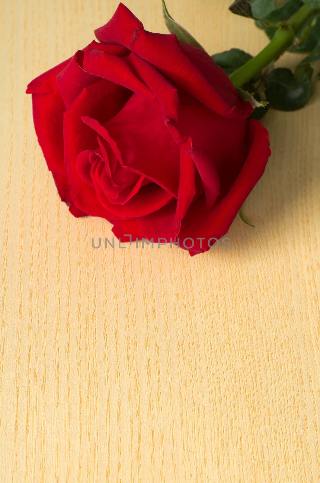 Red rose at top on wood by nuttakit