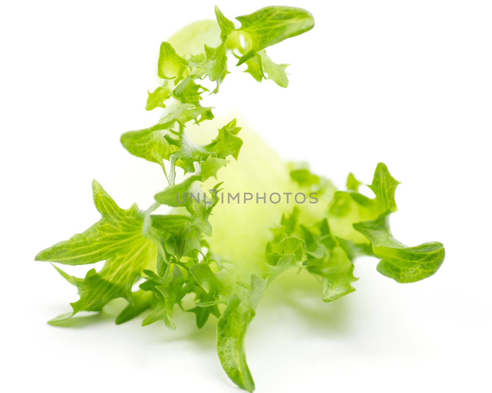 Fresh green salad sheet on white background