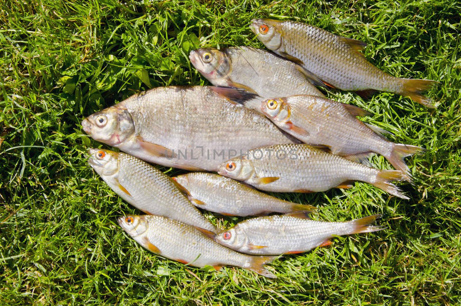 Roach bream whip fishes caught lake fishing catch by sauletas