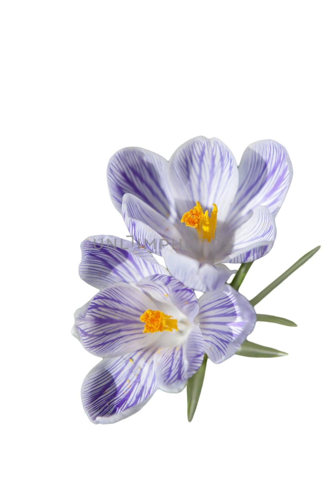 Blooming purple and white crocus flowers isolated on white background