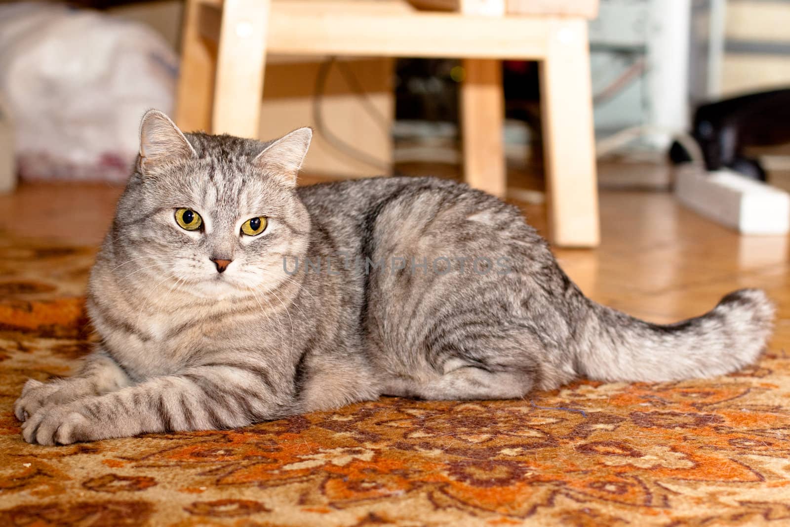 A grey tabby cat lying on a wooden floor
