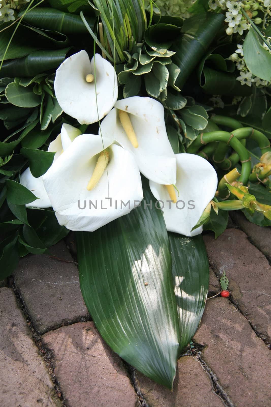 White and green arum sympathy floral arrangement on pavement