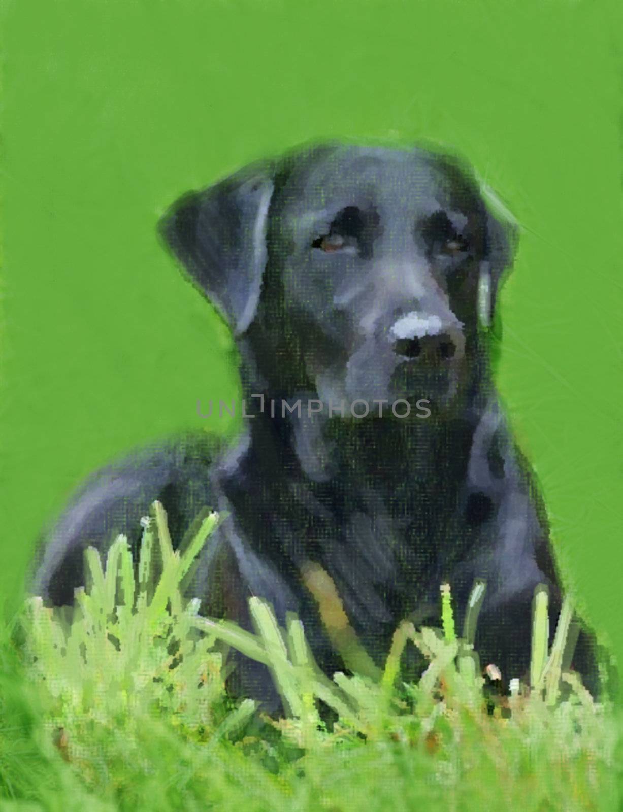 oil painting portrait of hunting black labrador in summer