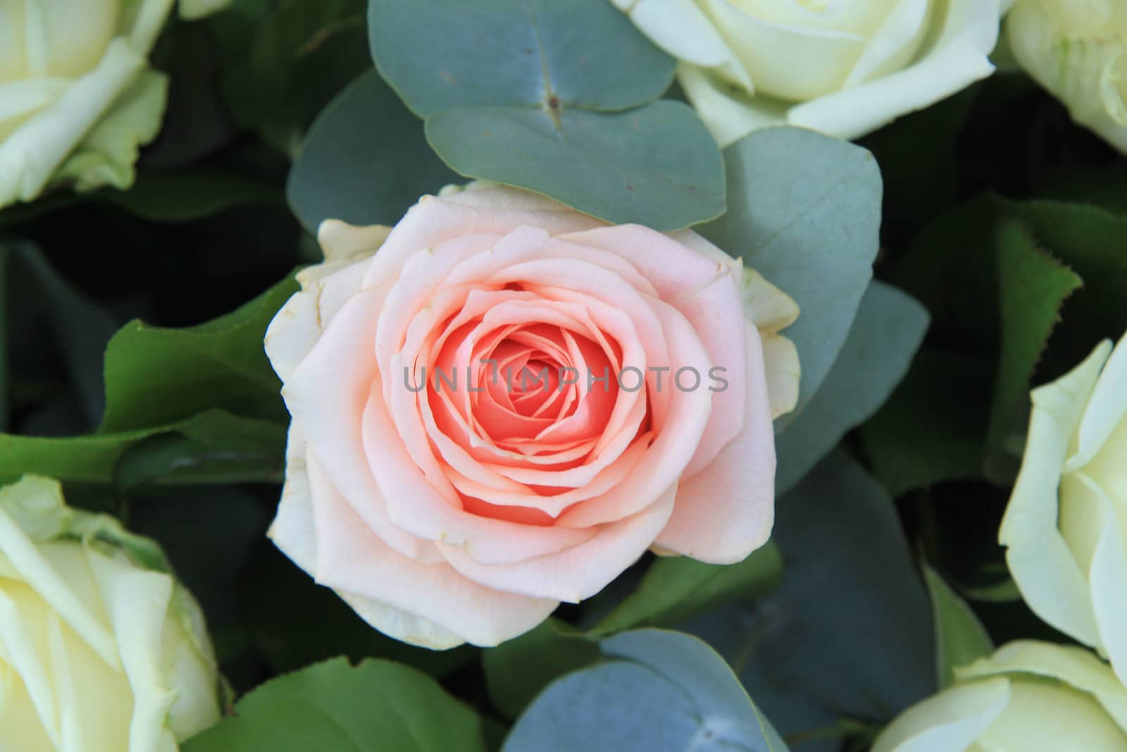 Single big pink rose in a white rose flower arrangement