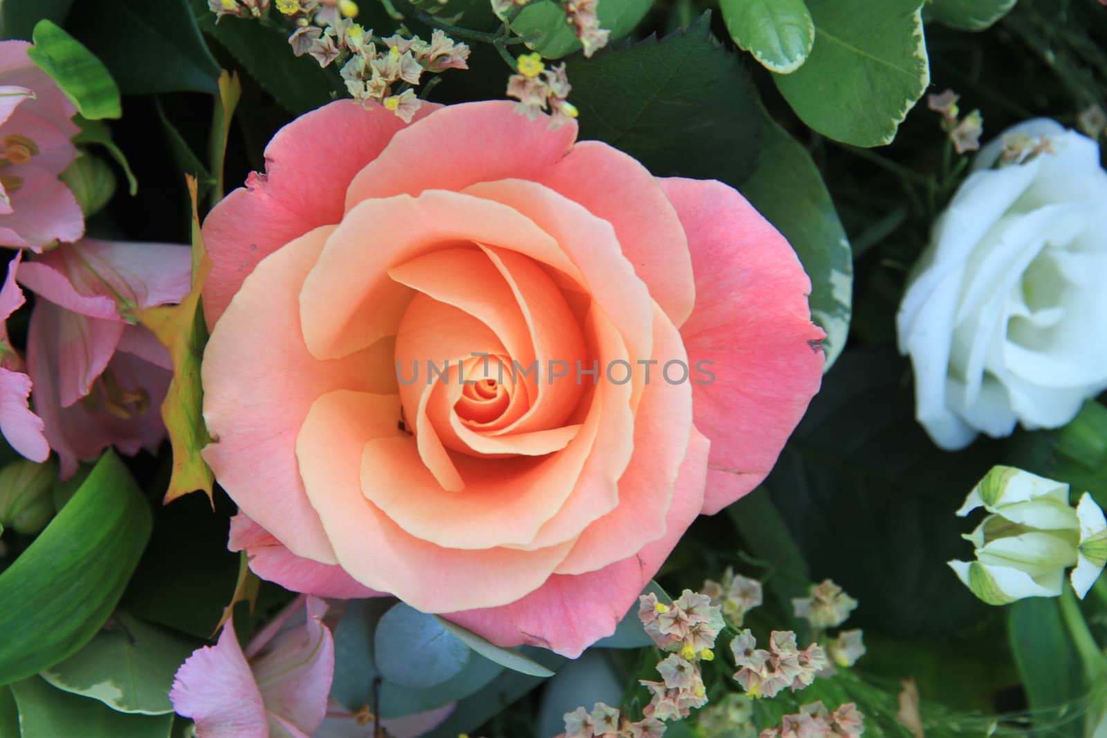 Close up of a big soft pink rose with different shades on pink in a flowerarrangement