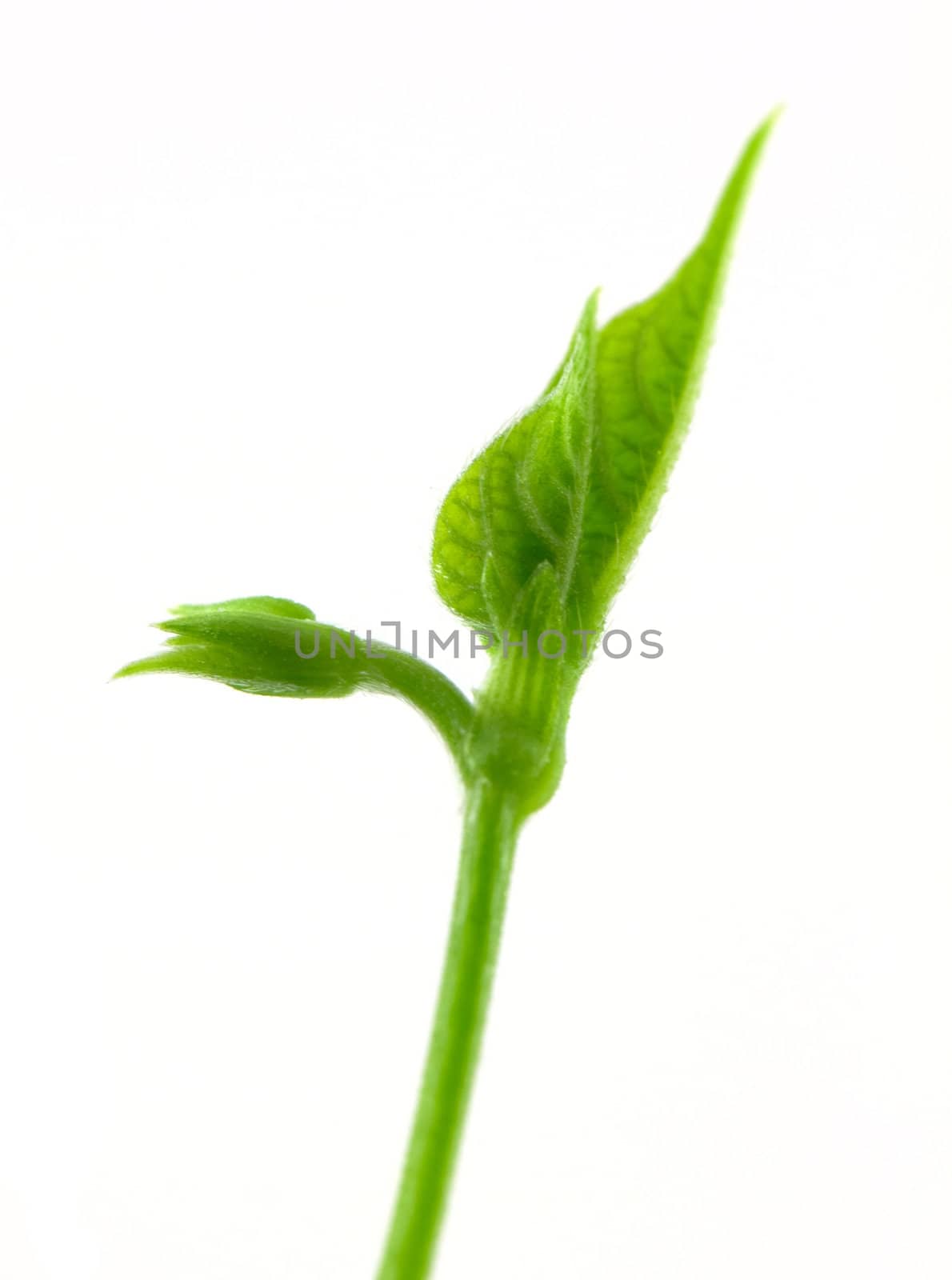 Bean leave isolated on white balcground