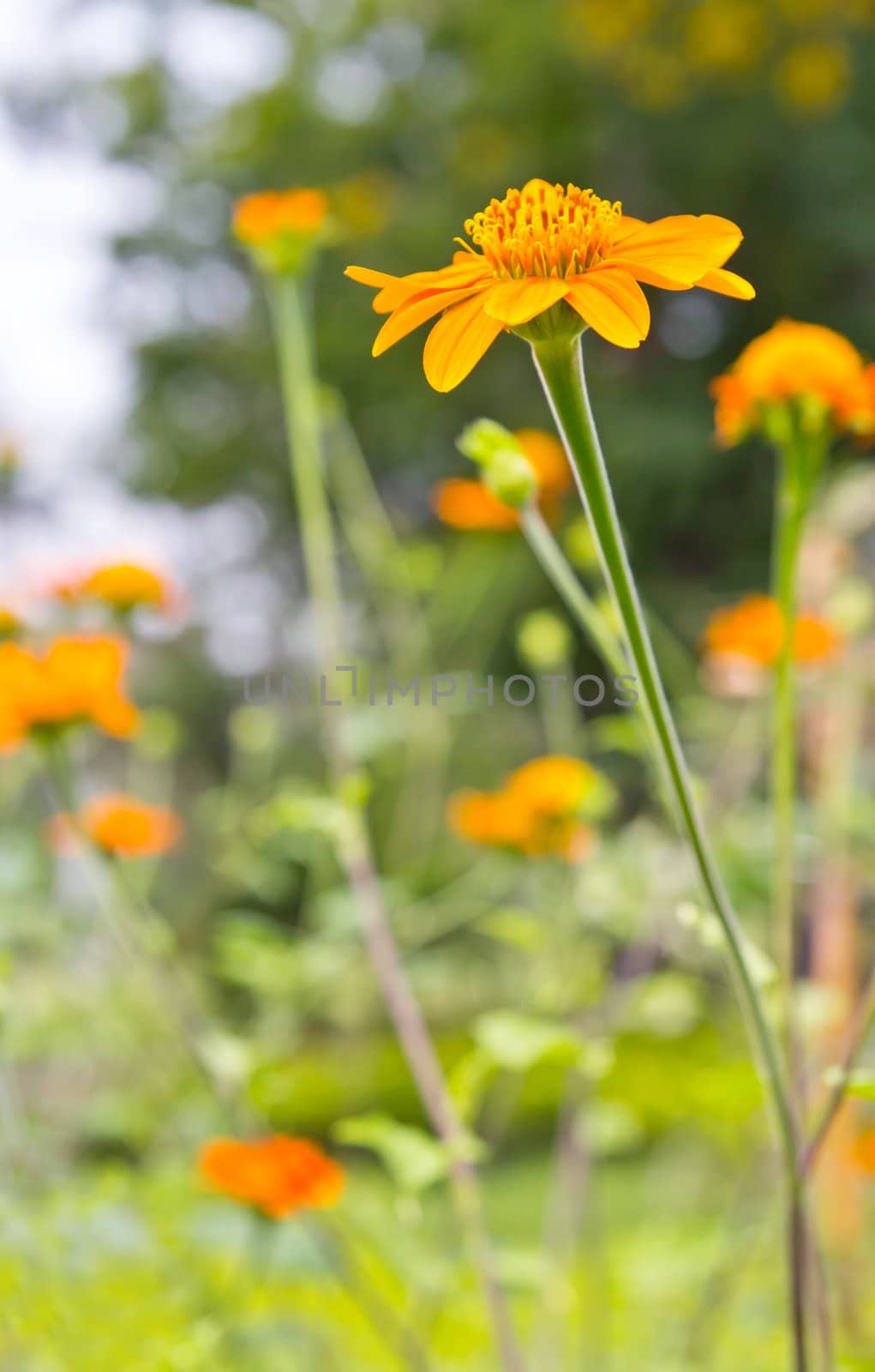 Mexican sunflower in the garden