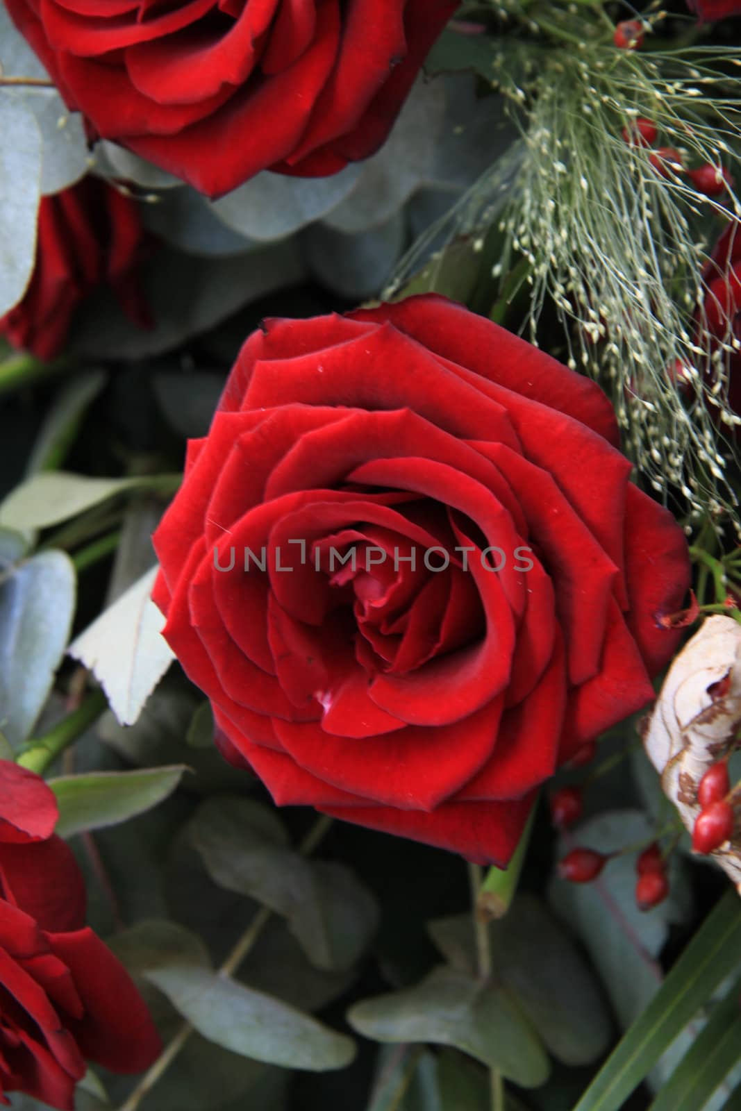 Single big red rose and some green in close up