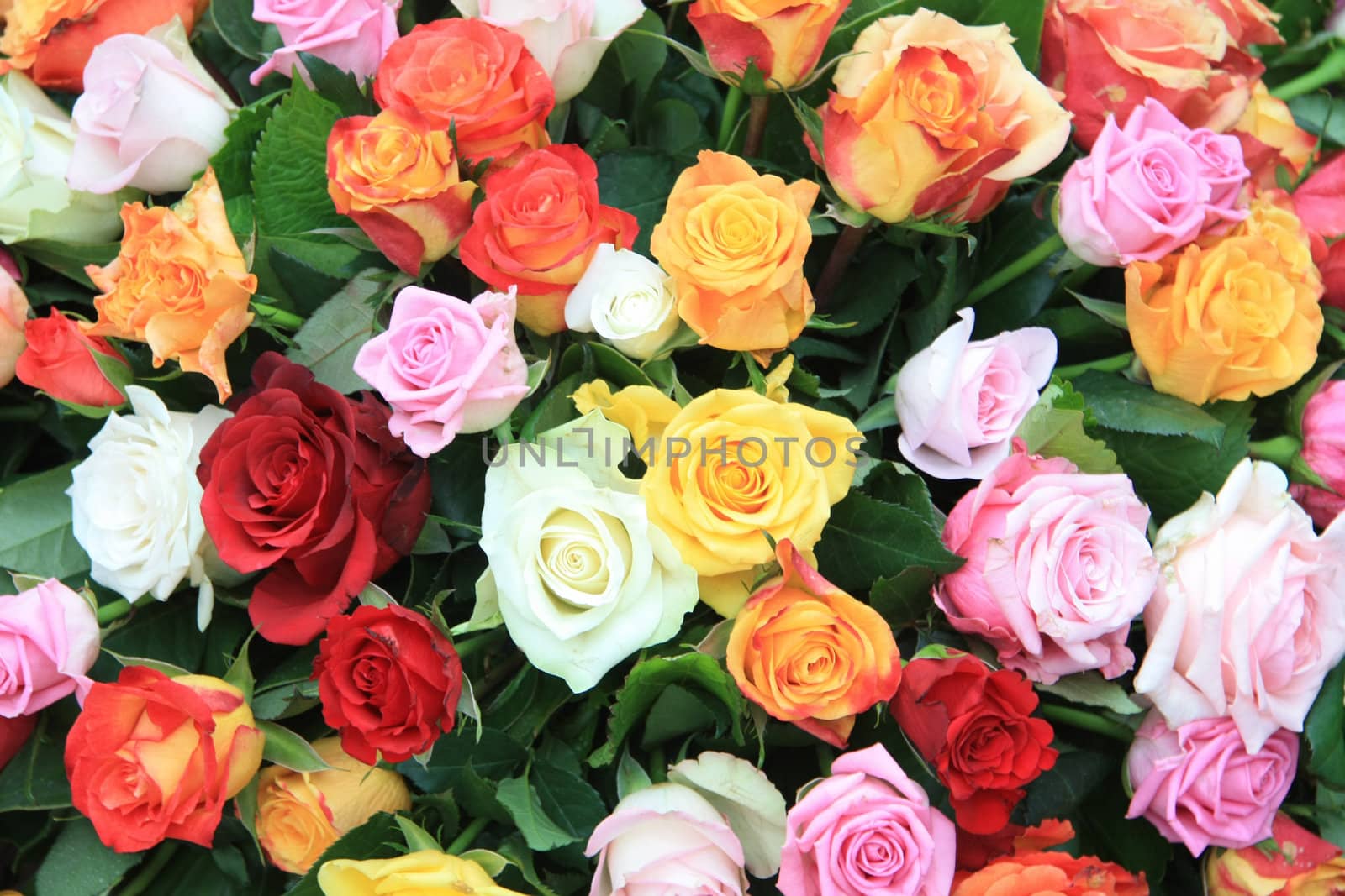 Multicolored floral arrangement with different sorts of roses in bright colors