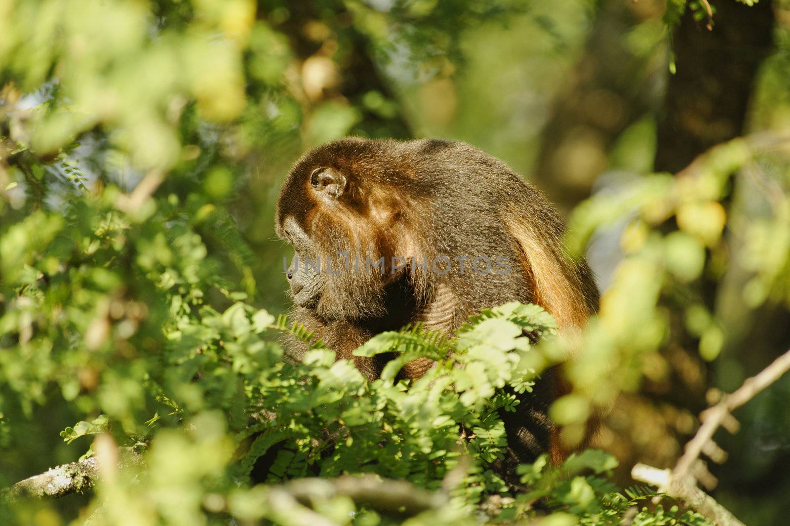 Howler Monkey in a tree at La Ensenada, Costa Rica.