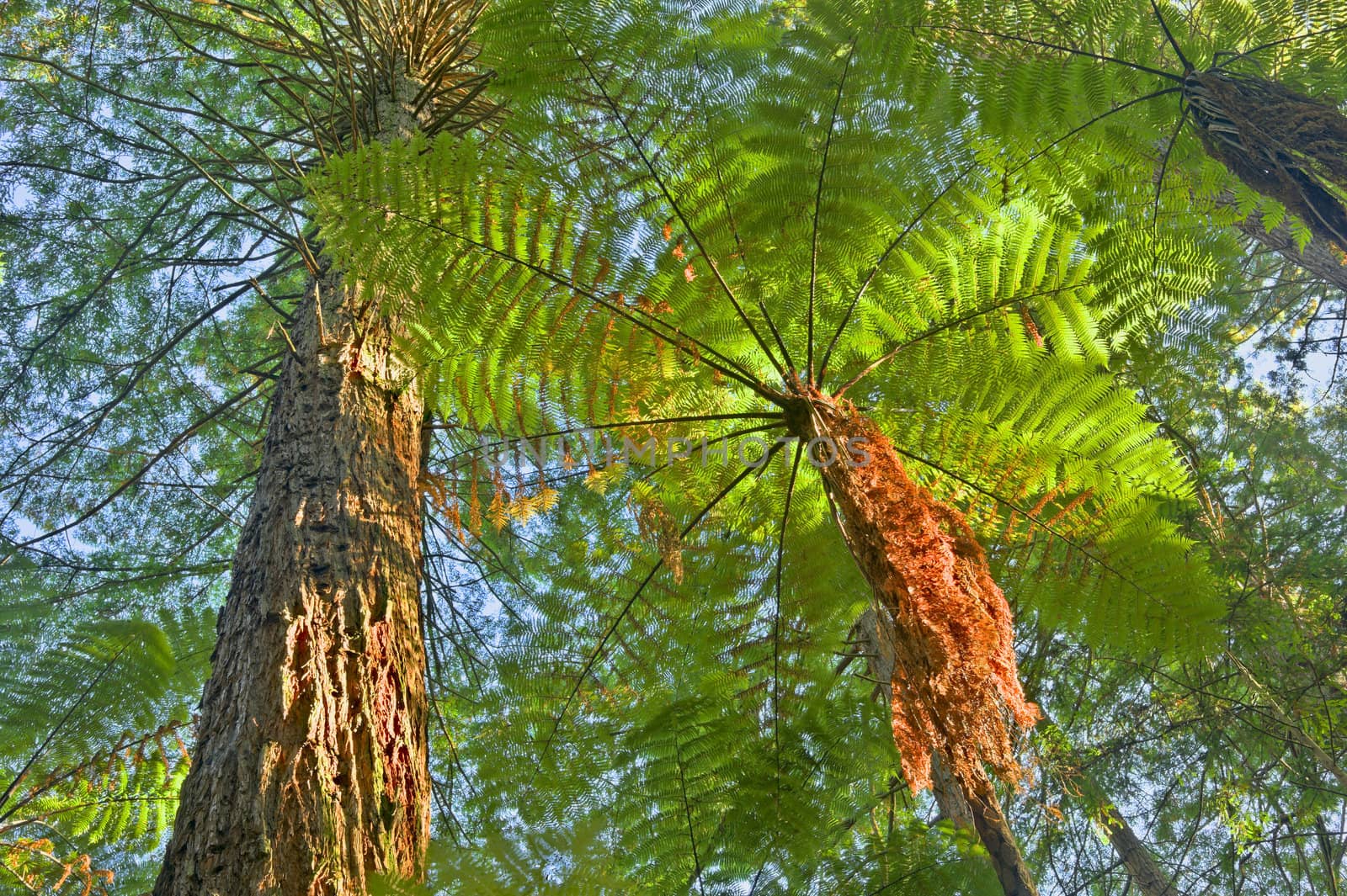 Ancient Tree Fern in Whakarewarewa Forest, New Zealand.