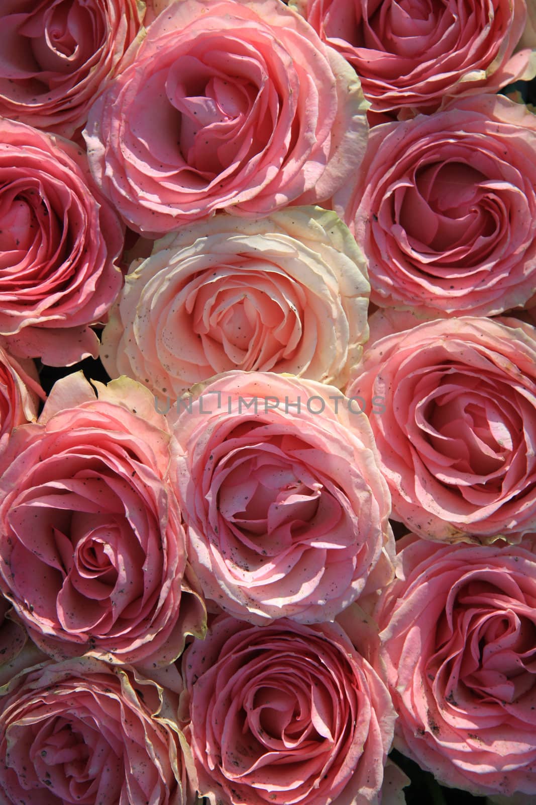 Floral arrangement with big pink roses in the sunlight