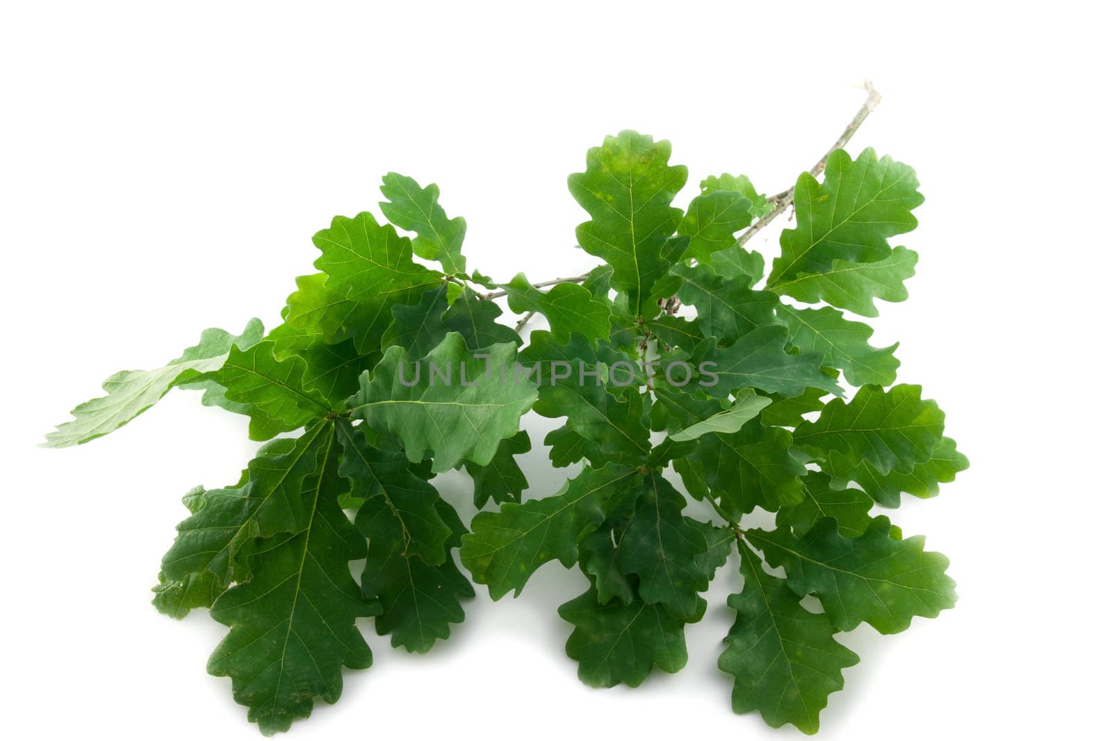 Branch of healthy green oak leaves  on white background