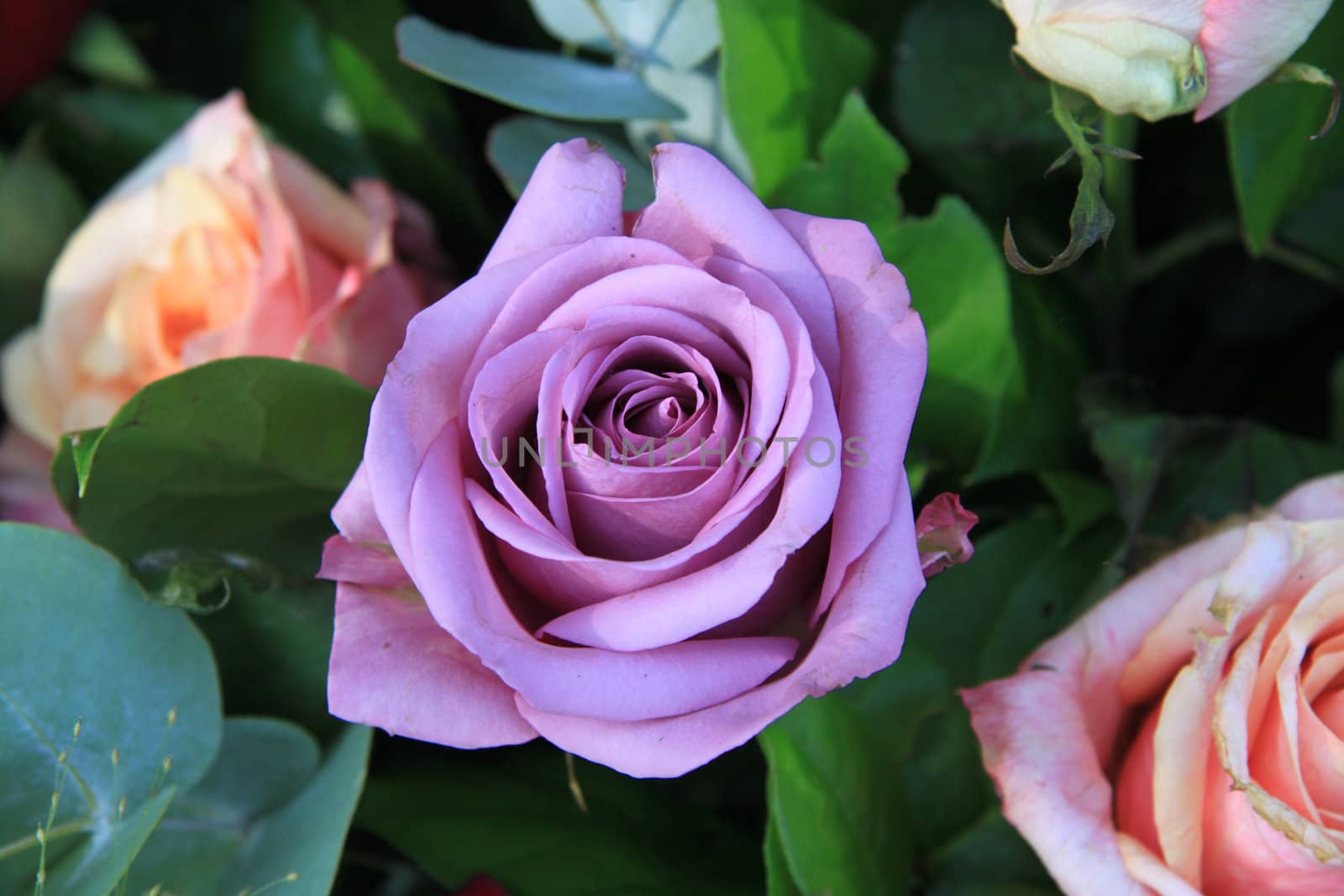 Close up of a big lilac rose in sunlight