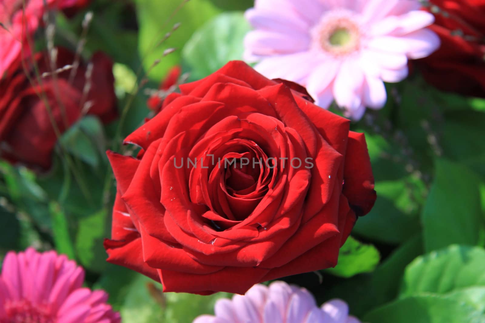 Close up of a big red rose in the sunlight