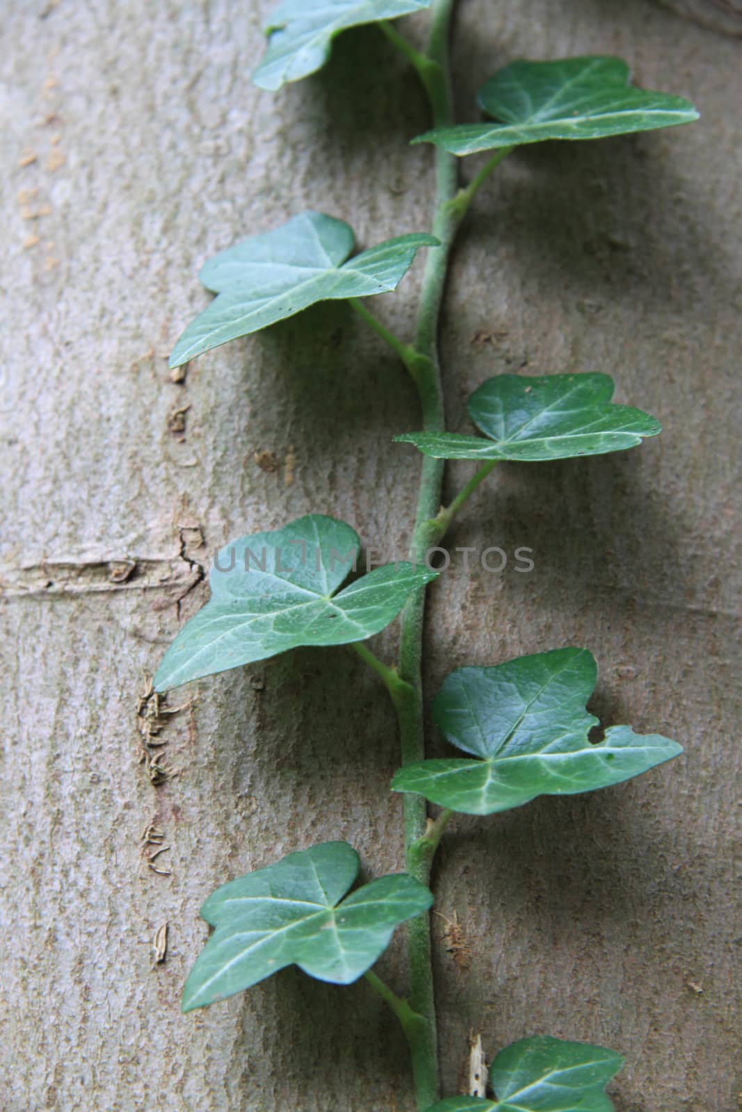 Bright green solitaire ivy growing on an old tree