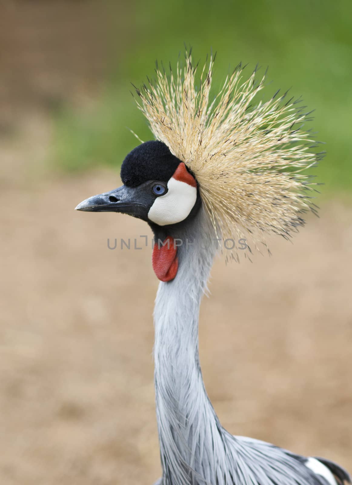 A close up shot of a Grey Crowned Crane (Balearica regulorum). This bird feeds on insects, reptiles, small mammals, as well as grass seeds. It is the national bird of Uganda.