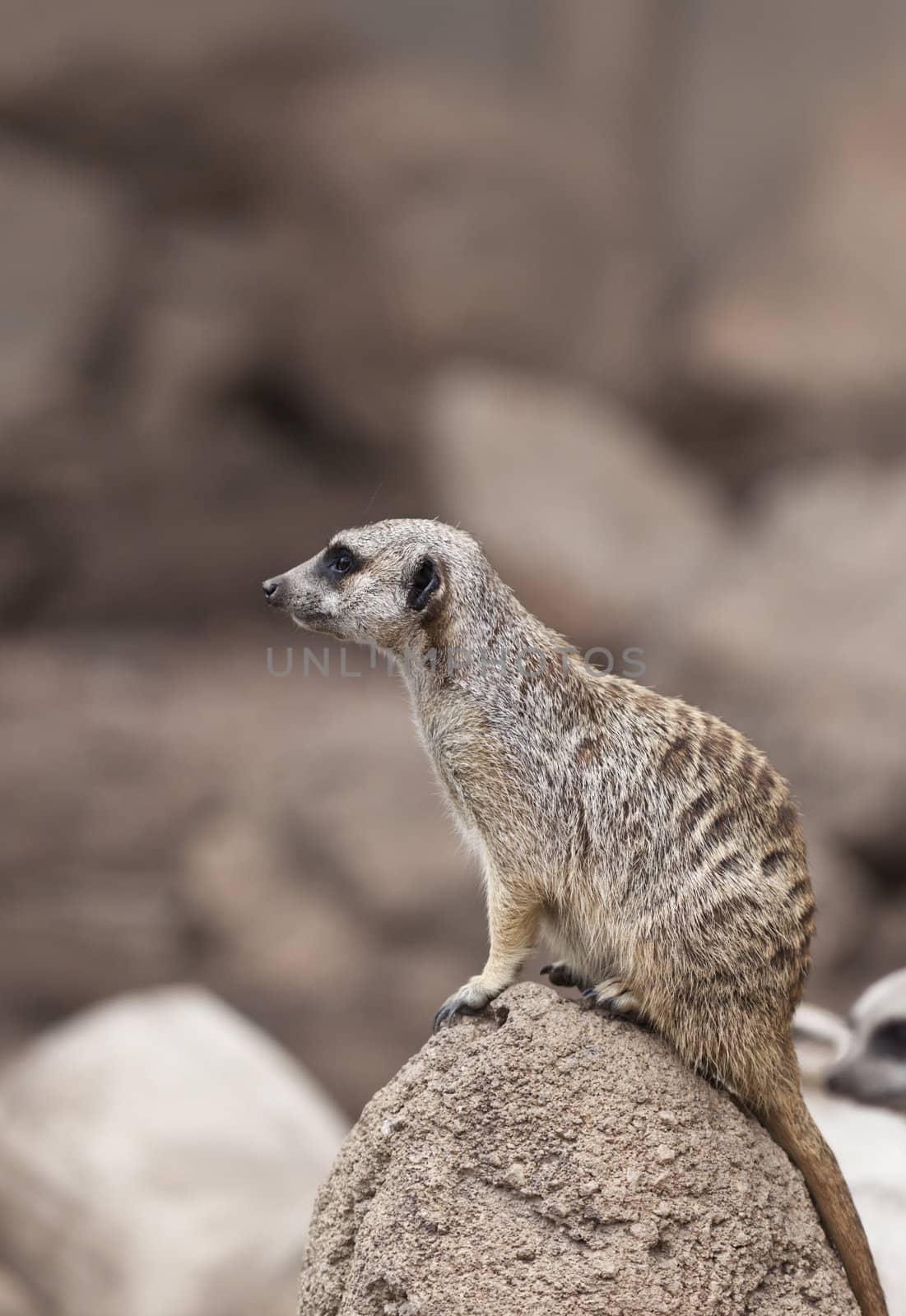 A close up shot of a meerkat (Suricata suricatta) looking at something off in the distance. This mammal is a member of the mongoose family and lives in all parts of the Kalahari Desert in Botswana and in South Africa. 