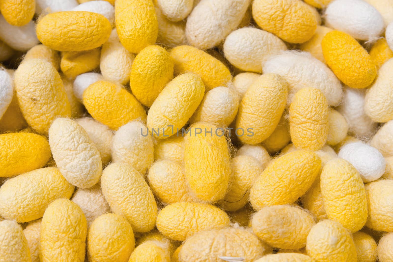 cocoon silkworm many silk worm yellow and white