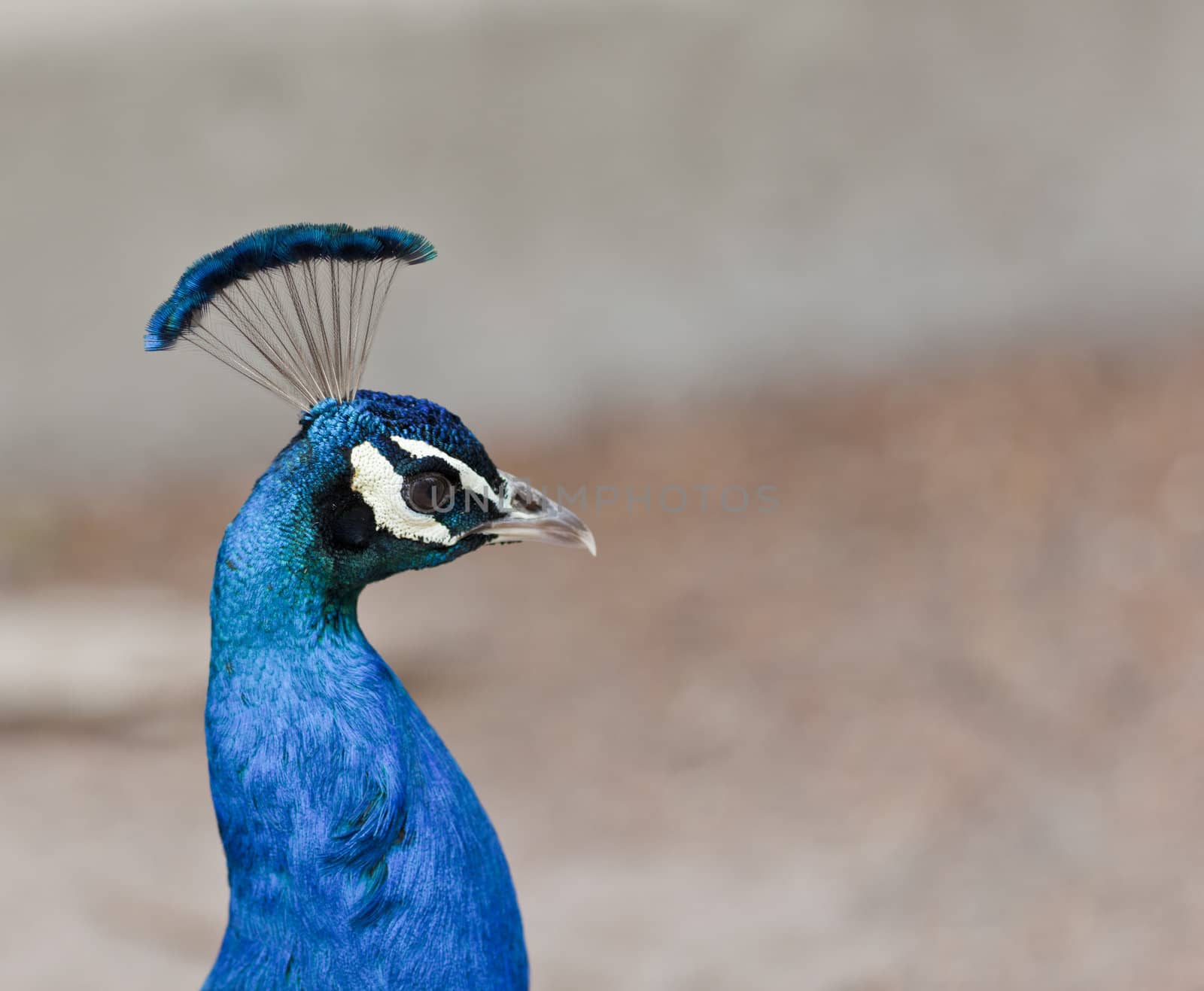 A close up shot of a peacock (Pavo cristatus) with room for copy space