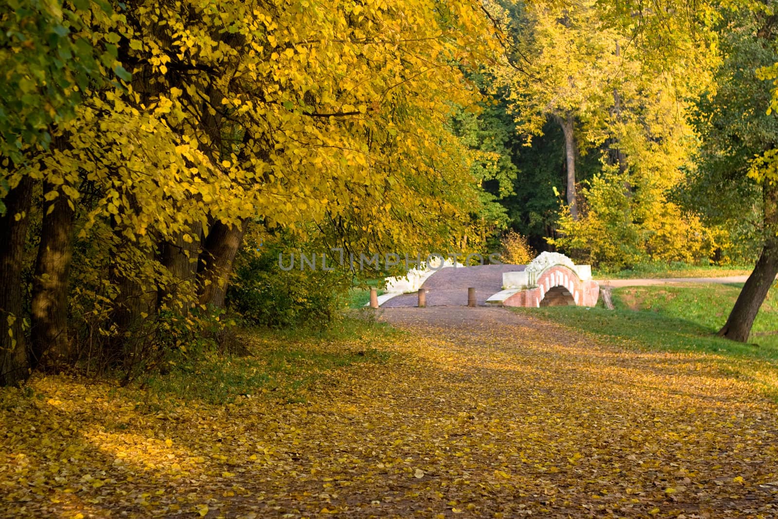 Pink bridge in the autumn park
