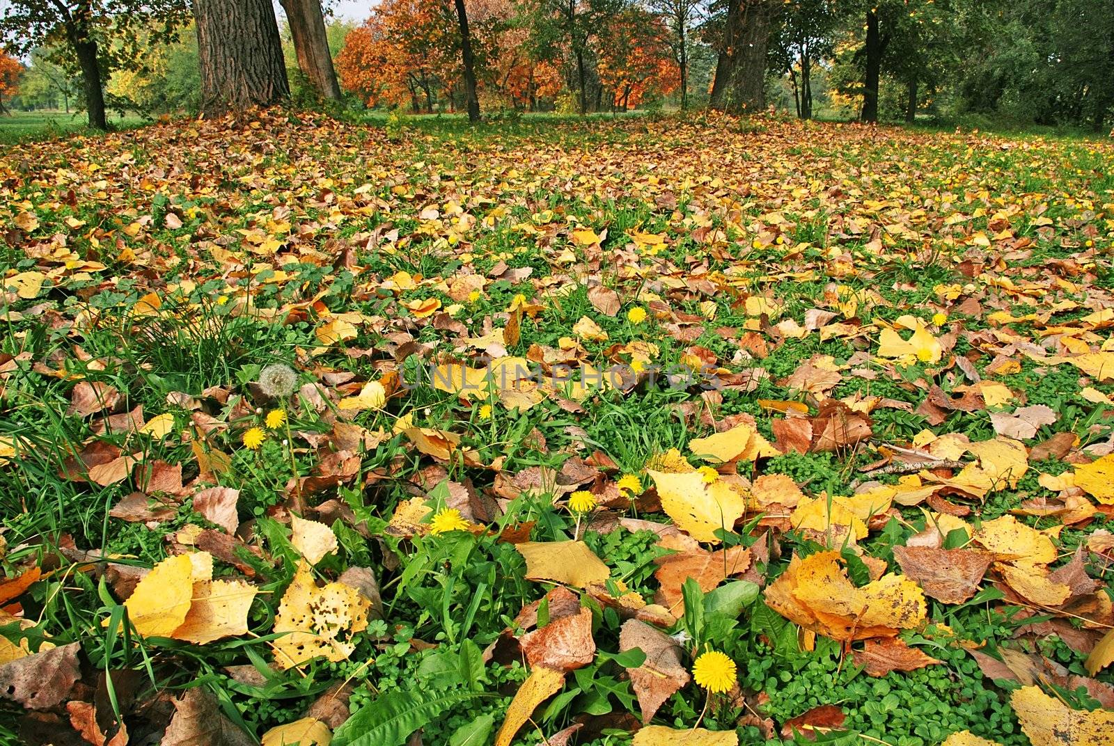 autumn yellow leaves on green grass among dandelions