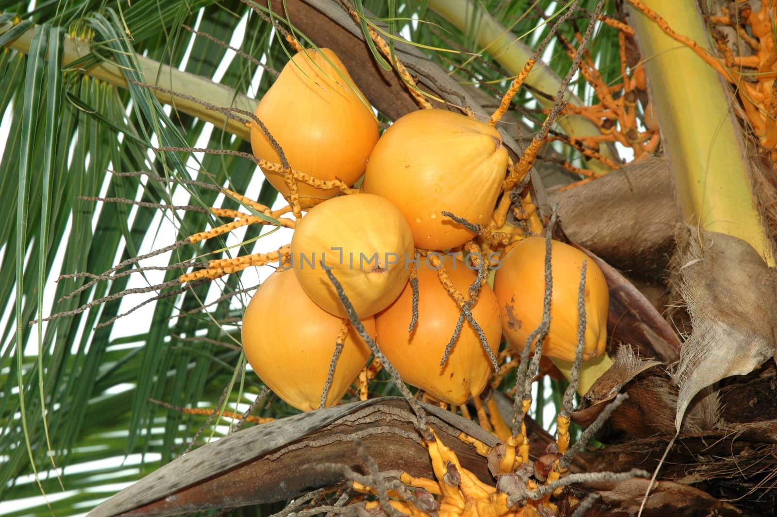 A bunch of ripe and fresh coconut palm on tree Cocos nucifera