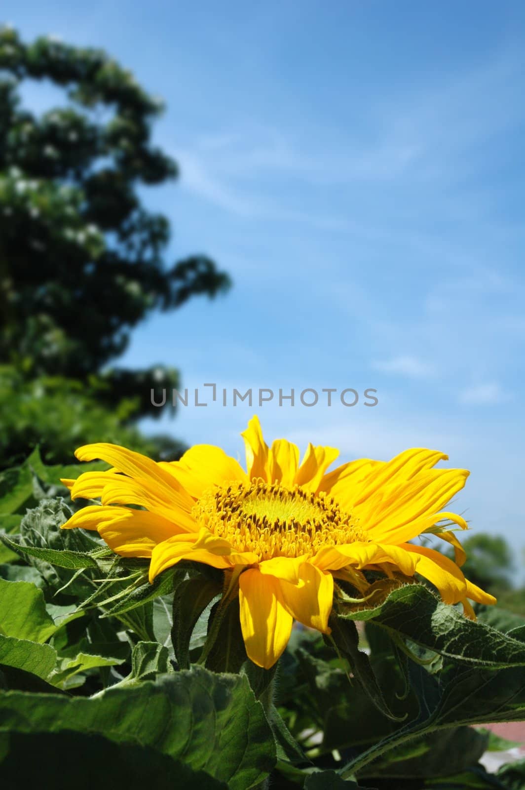 Sunflower by khwi