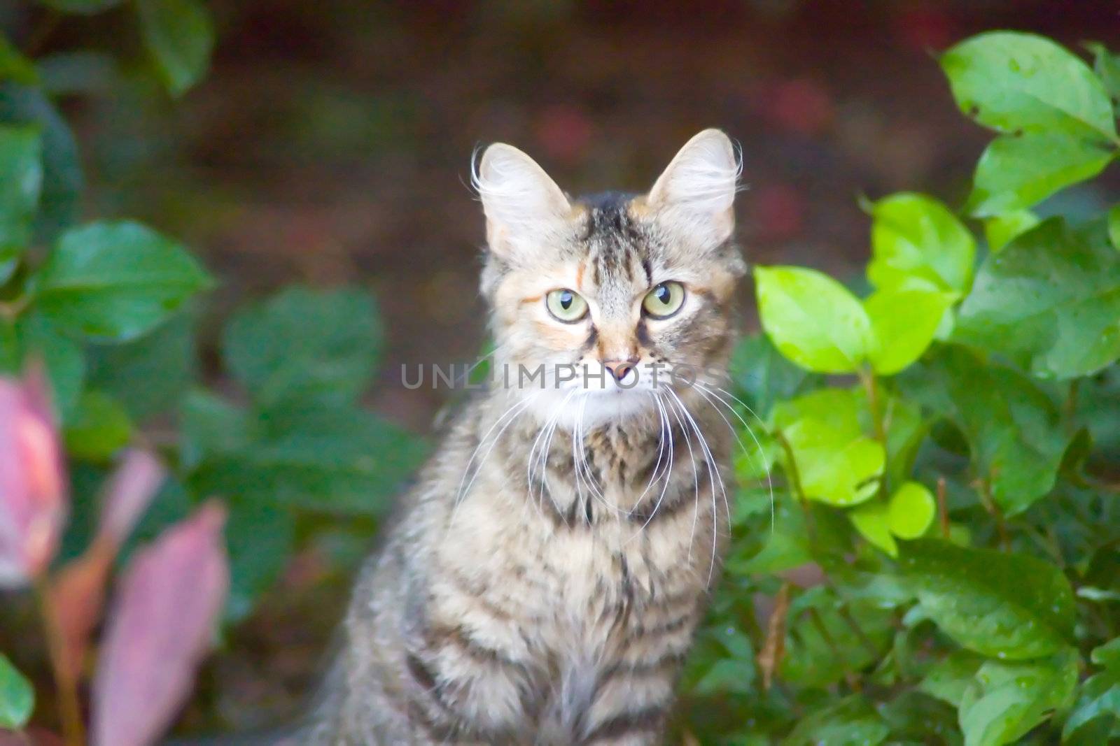 A outdoor pet cat sitting in garden underneath overhang during a spring rain.