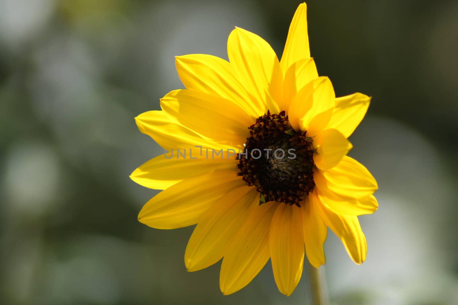 A lonely sunflower in a summer rural meadow, with trees in background.