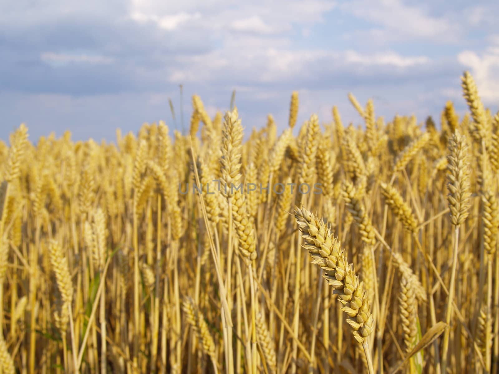 wheat field before harvest, focus on big ear in foreground