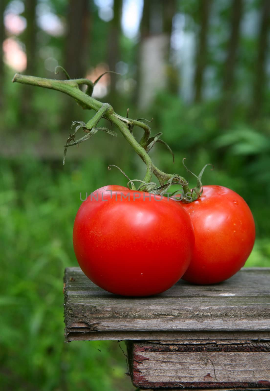 Two tomatoes on a background of a grass