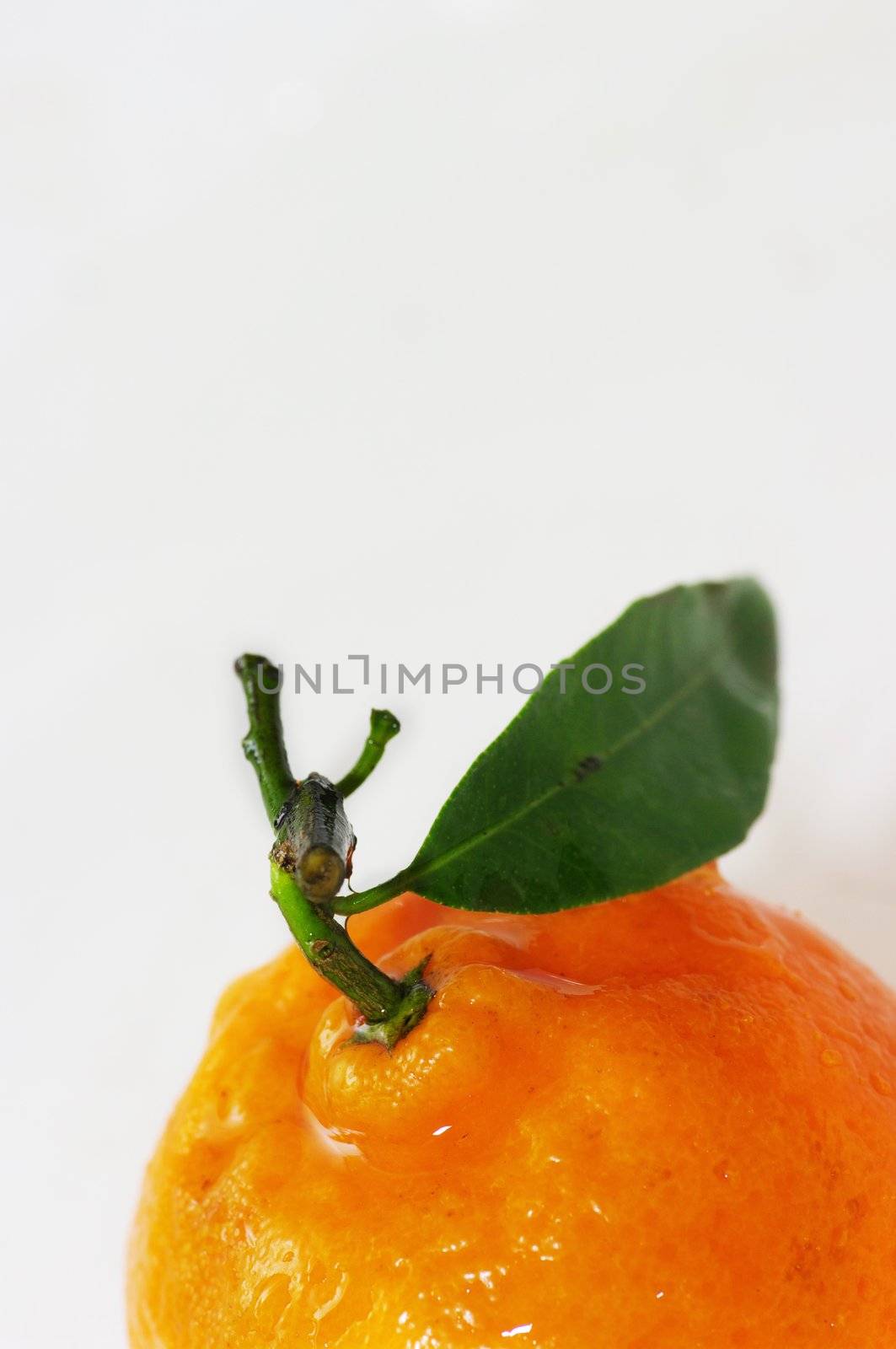 Fresh orange jumping into water