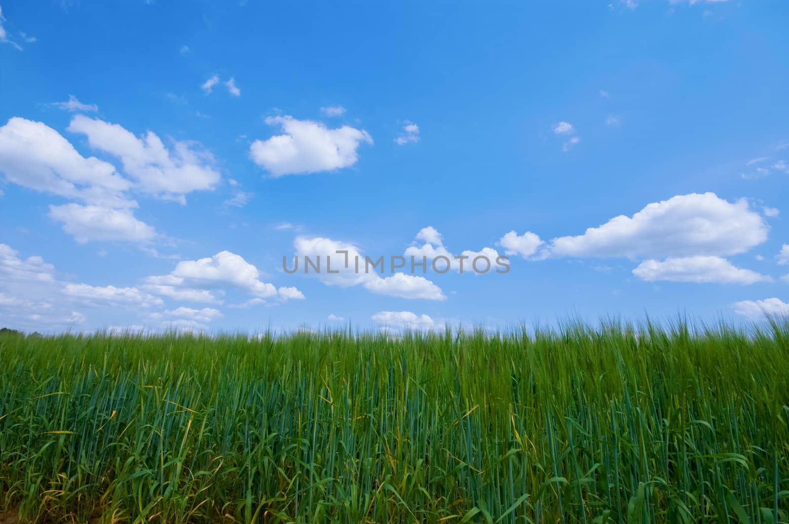 green acre with blue sky and clouds 