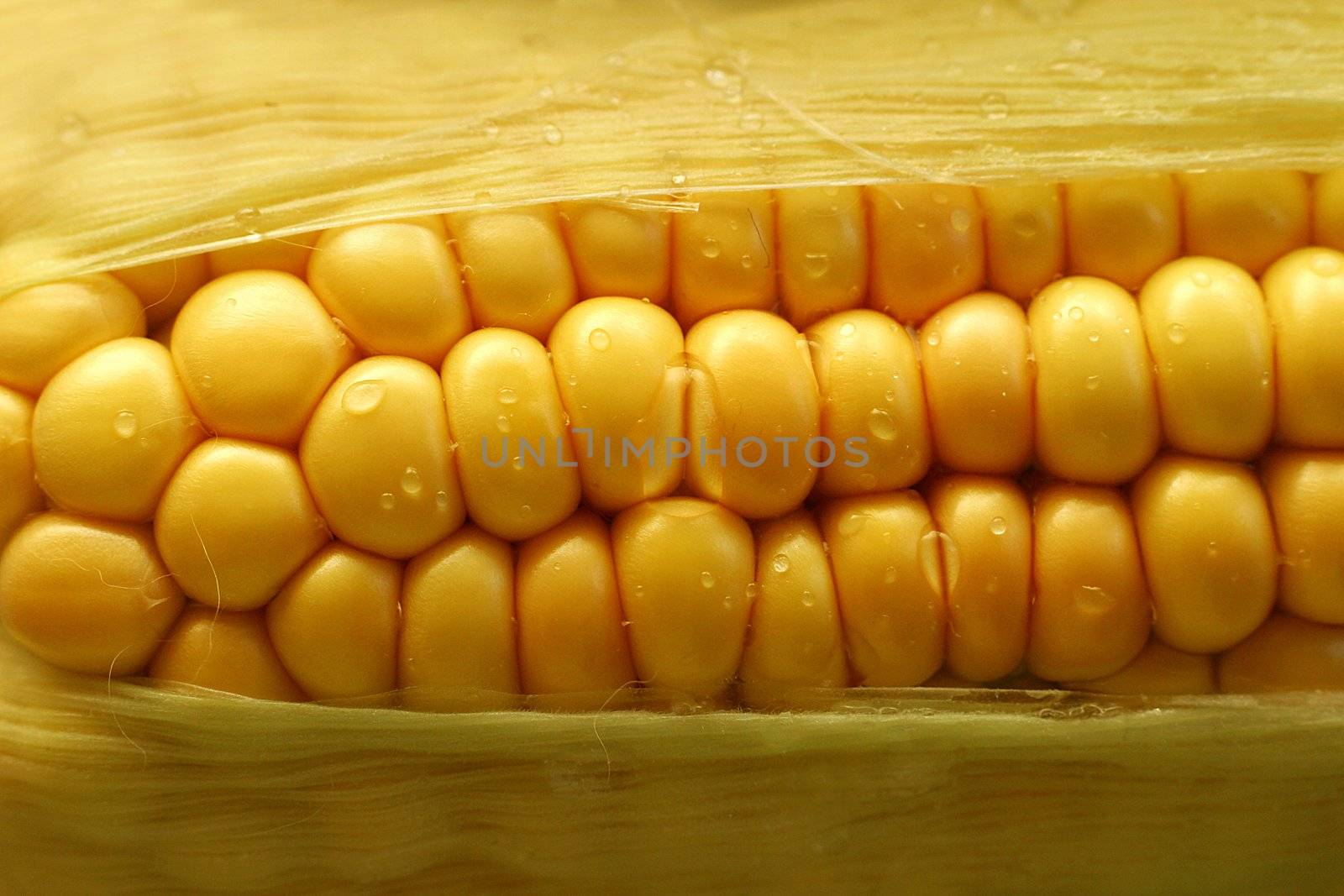 Corn close-up