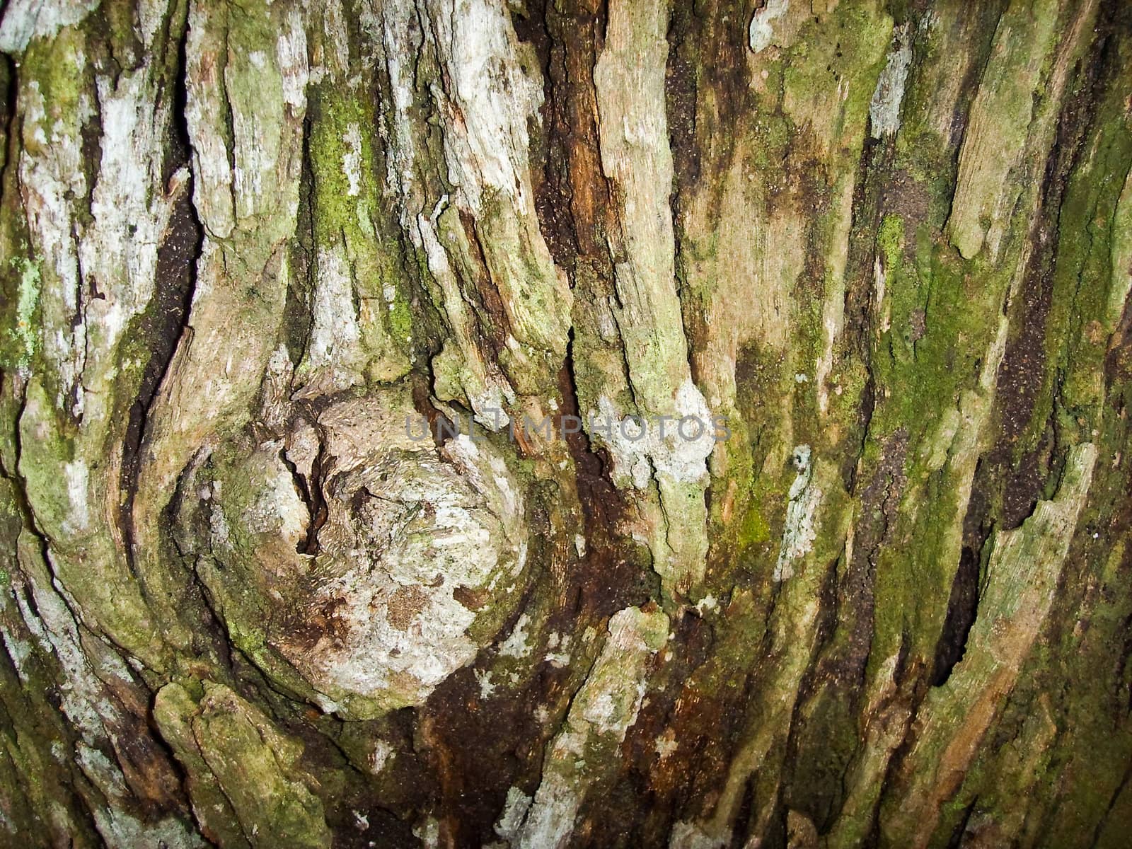 Closeup shot of a bark of a tree