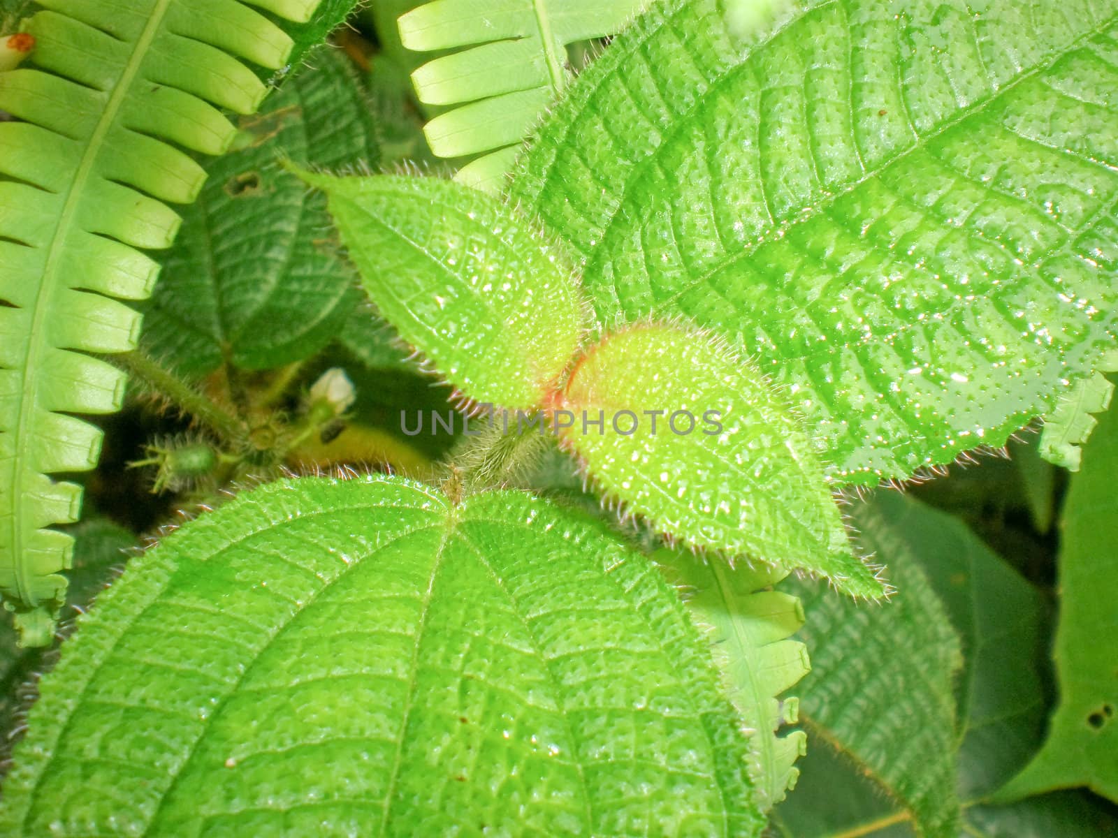 Green leaves by alvingb