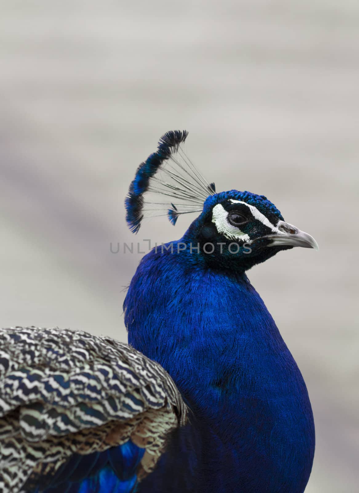 A close up shot of a peacock (Pavo cristatus).