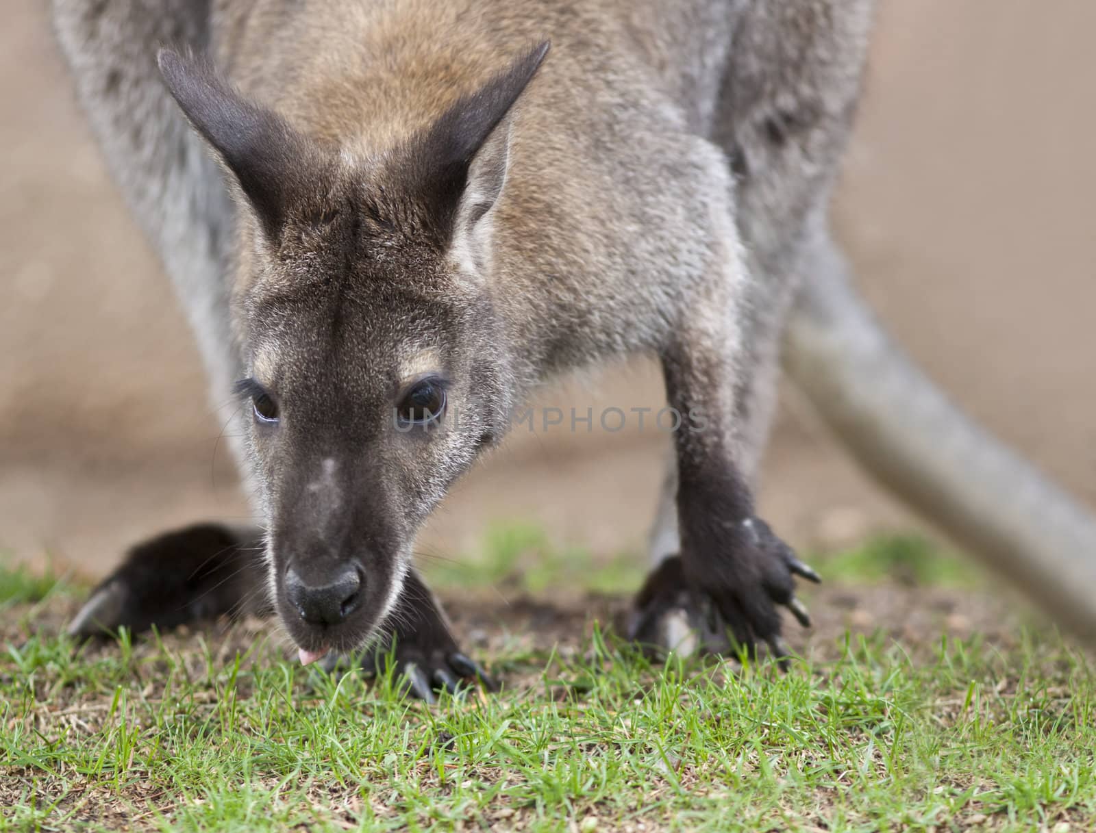 A close up shot of a Wallaby