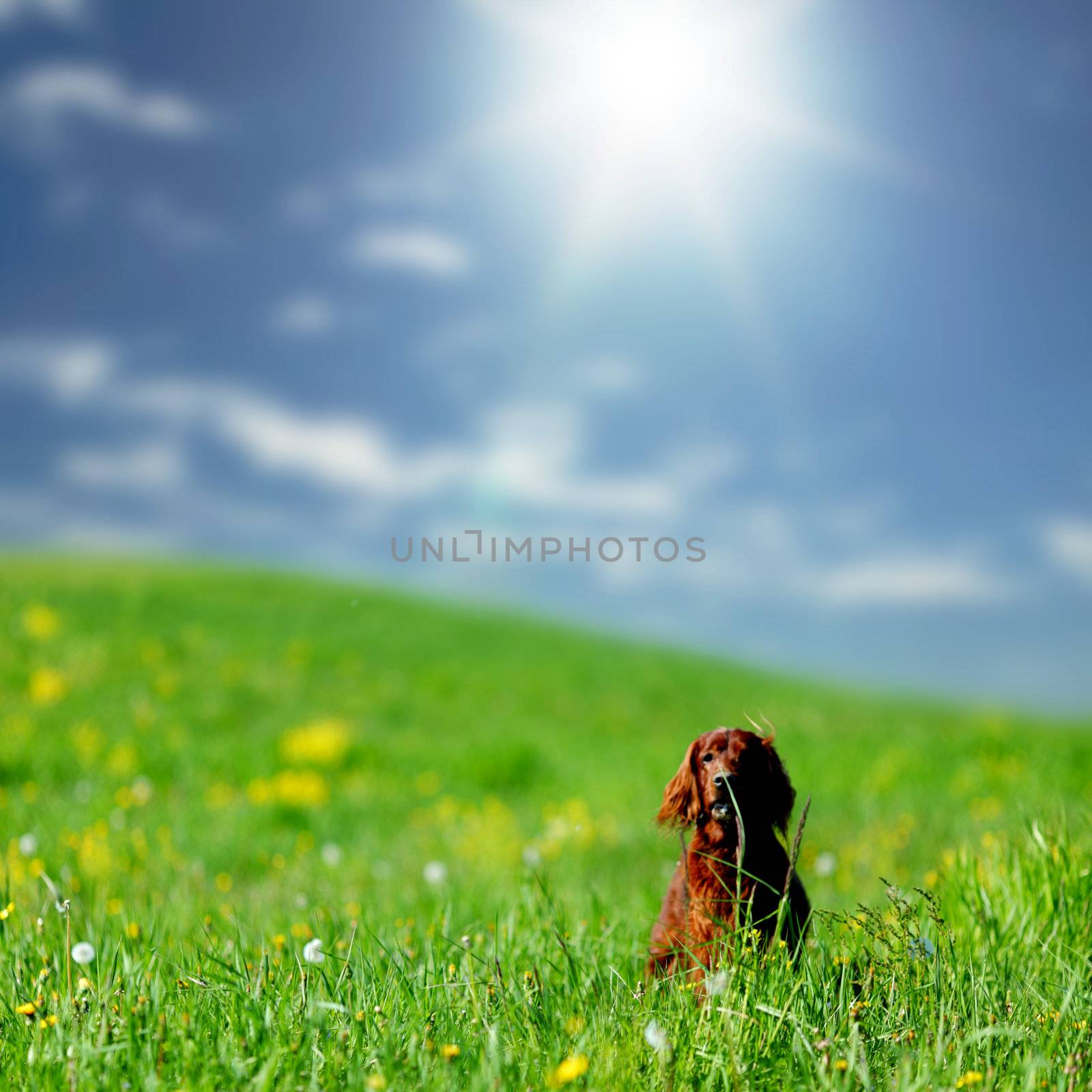 dog on green grass field by Yellowj